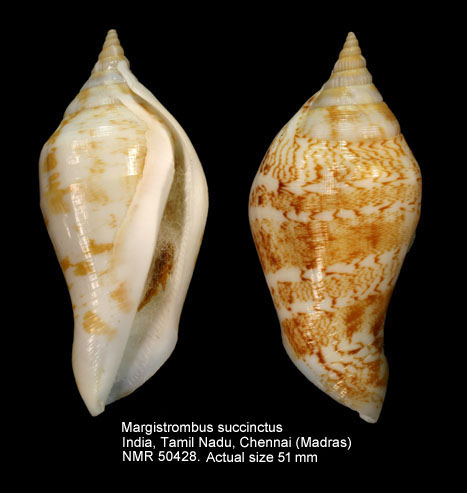 Margistrombus succinctus (3).jpg - Margistrombus succinctus (Linnaeus,1767)